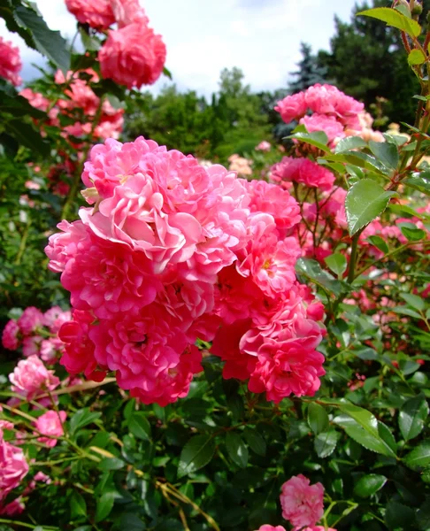 Encantadoras rosas de hadas — Foto de Stock