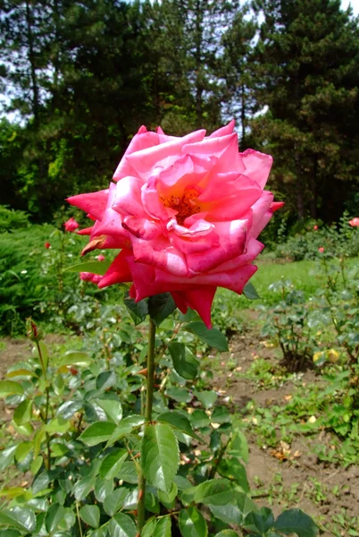 Kordes Perfecta Rosa Superior — Foto de Stock