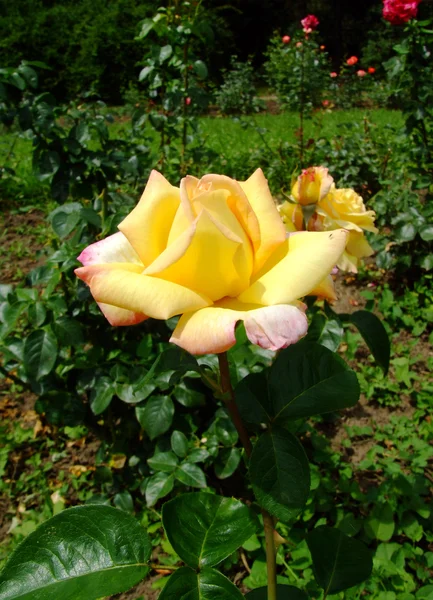 MME A Meilland Rose — Photo