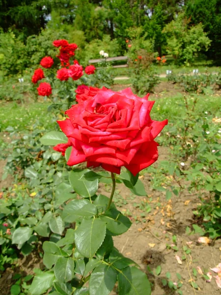 MME Delbard Rose — Foto Stock
