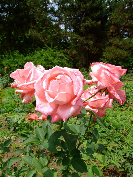 Rose de parade — Photo