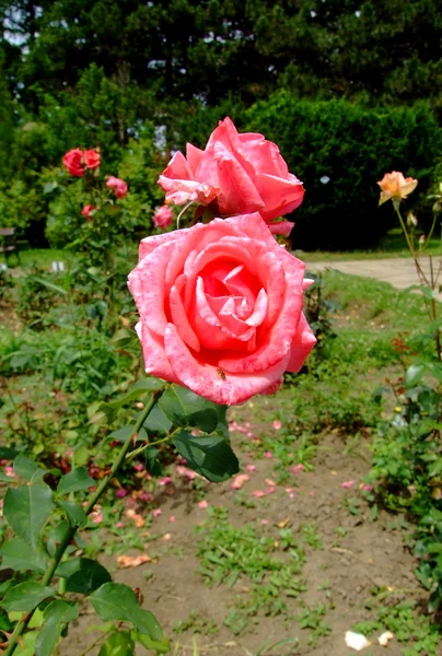 Роуз, Плейзир де Франс — стоковое фото