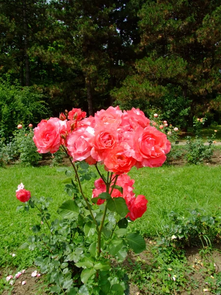 Rosa roja de Deville — Foto de Stock