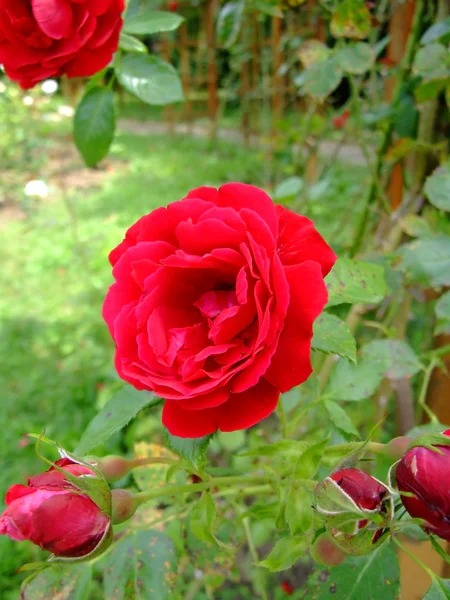 Róże Symphatie — Zdjęcie stockowe