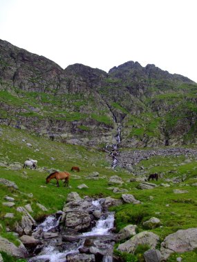 Dağlarda vahşi atlar