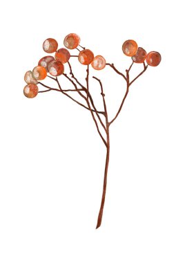 Beyaz arka planda kırmızı böğürtlenli dal 