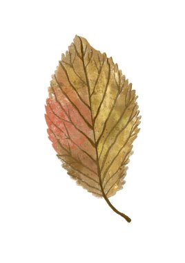 Beyaz arka plan üzerinde izole suluboya sonbahar yaprak
