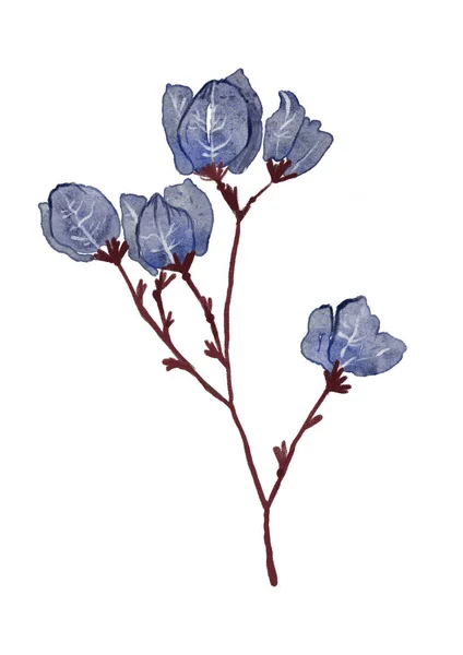 Illustrazione Acquerello Bel Fiore Blu — Foto Stock