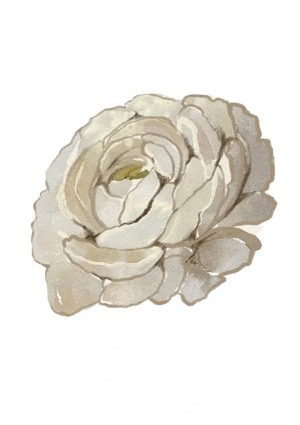 Watercolor Illustration Beautiful Rose Flower — Stock Photo, Image