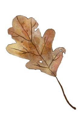 Beyaz arka planda izole edilmiş suluboya meşe yaprağı. Aquarelle sonbahar illüstrasyonu.