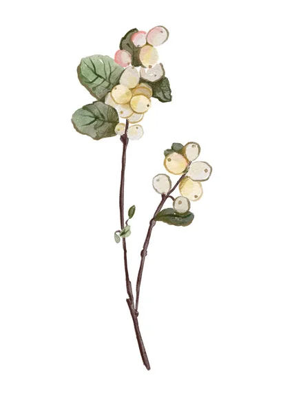 Akvarell Illustration Ett Träd Med Gren Växt — Stockfoto