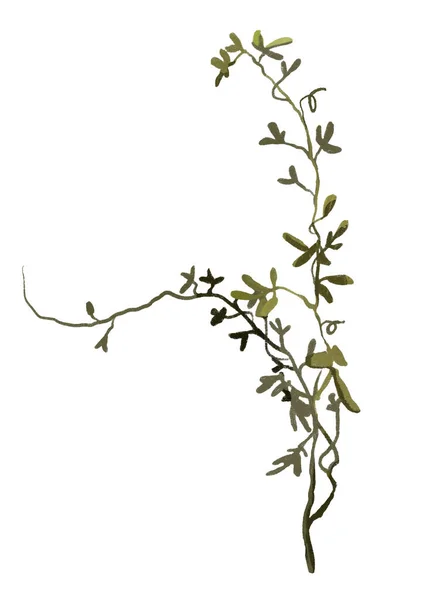在白色背景上分离的植物的分枝 — 图库照片