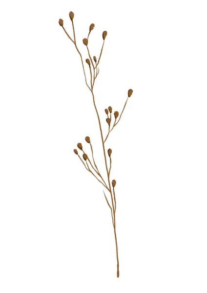 Красива Ботанічна Рослина Ізольована Білому Тлі — стокове фото