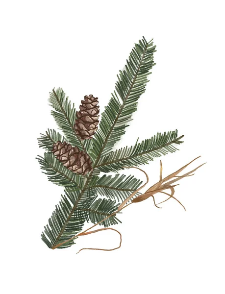 Pine Gren Med Kottar Isolerad Vit Bakgrund — Stockfoto