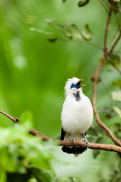White exotic bird on a branch singing