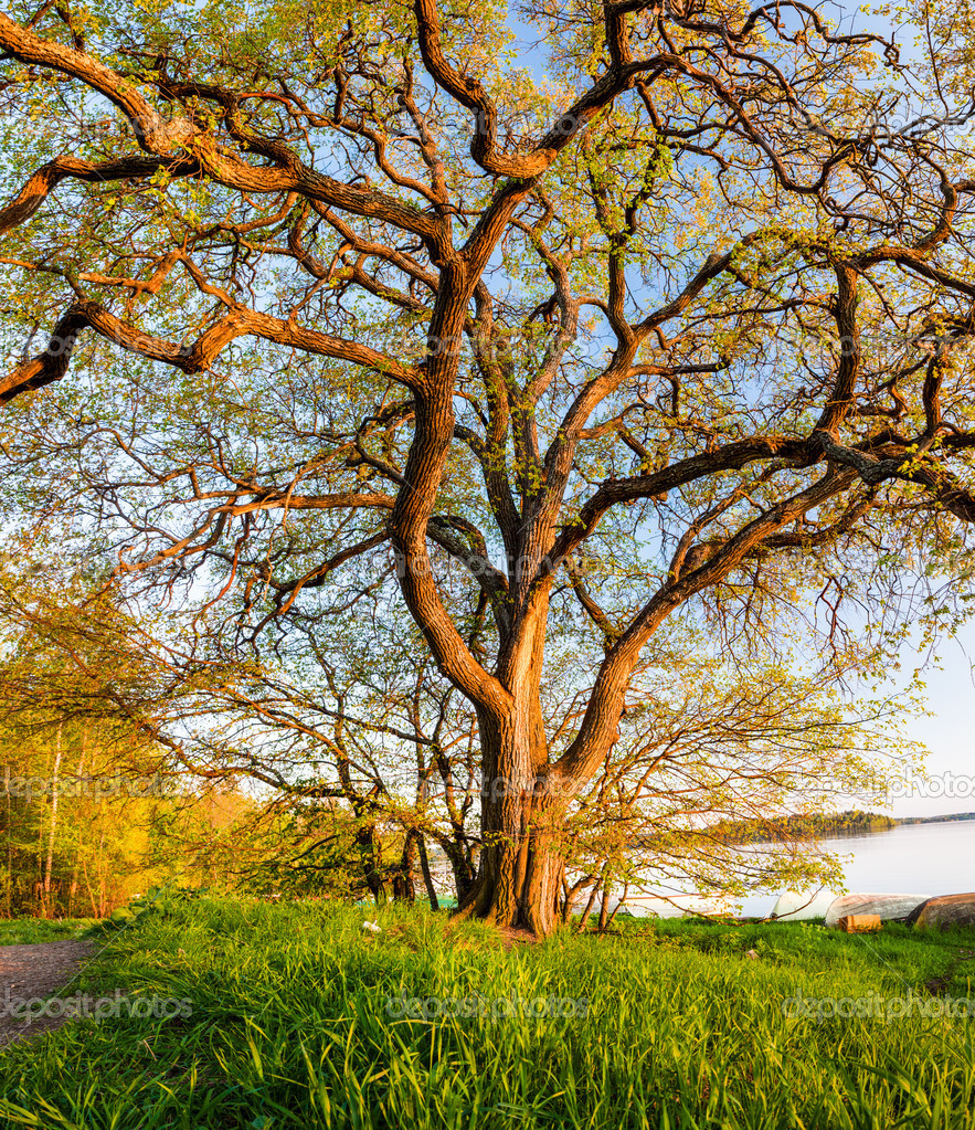 大きな木と巻き毛の枝 u2014 ストック写真 © Juhku #48544515