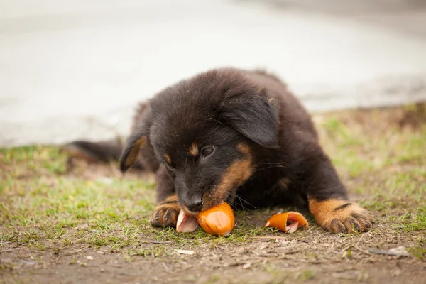 Cute black stray puppy eating