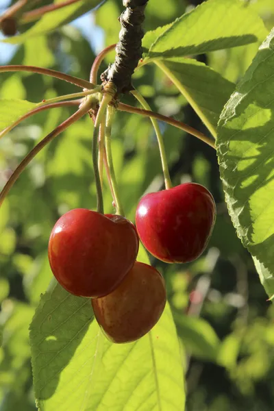 Cherryes... — Fotografia de Stock