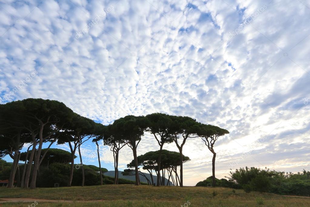 Gulf of baratti, tuscany, italy