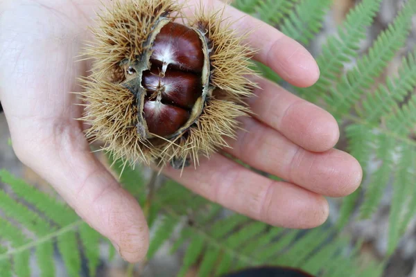 Frutos Castanha Outono Frutos Típicos Dos Apeninos Italianos Época Outono — Fotografia de Stock