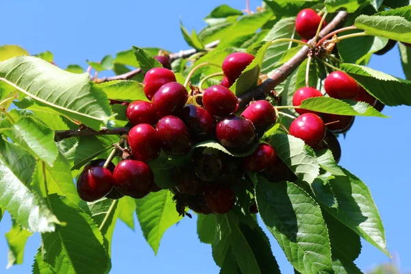 Cerejas Vignola Fruta Madura Fresca Ainda Ser Colhida Árvore Produto — Fotografia de Stock