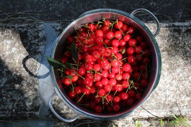 Freshly hand-picked dwarf cherry fruits in a metal pot, Italian taste and flavor clipart