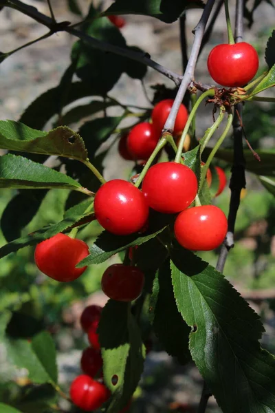 Cüce Kiraz Meyveleri Talyan Lezzeti Tadı — Stok fotoğraf