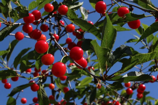 Frutas Anãs Cereja Sabor Sabor Italiano — Fotografia de Stock