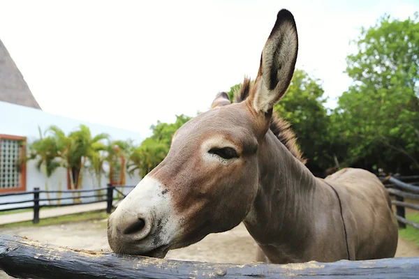 Pastoreo de burros Imagen De Stock