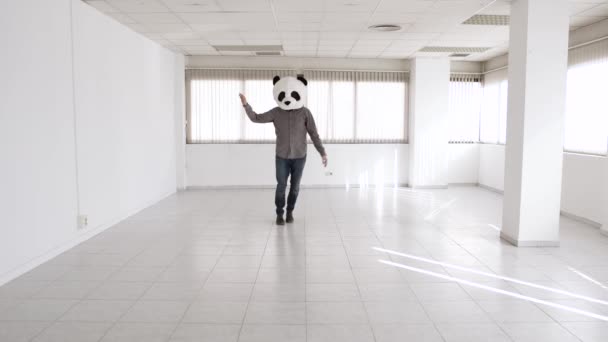 Hombre alegre con máscara de panda bailando en una nueva oficina vacía — Vídeos de Stock