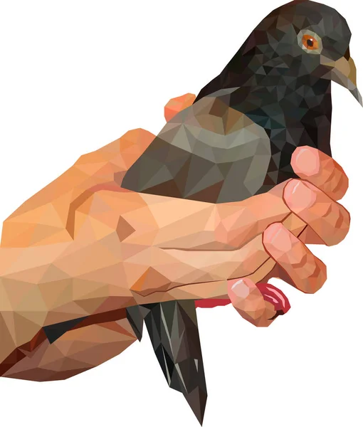 Pigeon Dove Hands White Background Dove Sitting Hands White Background — Stockový vektor