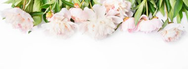 Beyaz arka planda beyaz ve pembe şakayık çerçevesi. Düz yatıyordu. Yukarıdan bak. Boşluğu kopyala. Metin için yer. Banner.