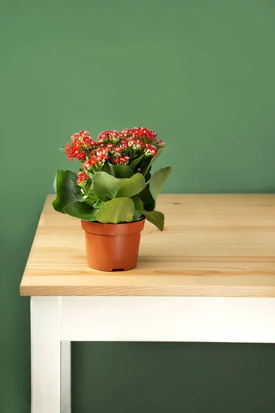 Flower in a pot on a green background. Blooming red, Kalanchoe in a pot on the table. Copy space.
