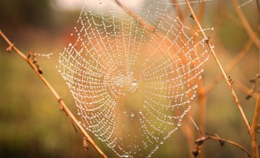 Dew on the cobweb after the rain. Autumn concept. Close-up. Copy space.