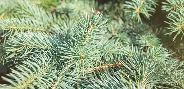 Noel Ağacı Dalları Yakın Plan Noel Kış Konsepti Bulanık Odak — Stok fotoğraf