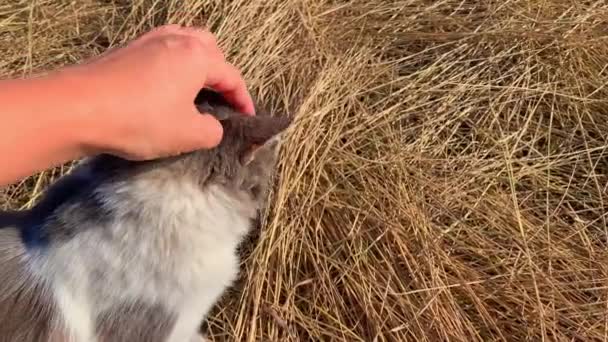 Пухнаста сіра кішка гуляє на сухій траві. Він миє себе чистим і ходить на соломі на заході сонця . — стокове відео