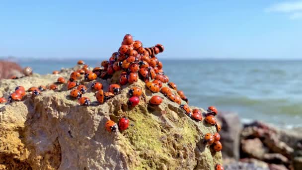 Viele Marienkäfer am Asowschen Meer in Russland. Viele Insekten sonnen sich auf dem Stein in der Nähe des Meeres. Invasion der Marienkäfer. — Stockvideo