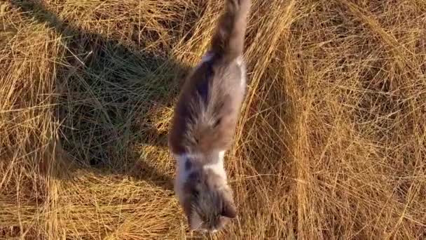 Un gato gris esponjoso camina sobre hierba seca. Se lava y camina sobre paja al atardecer. — Vídeos de Stock