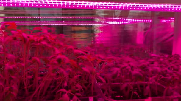 Tomate de culture sous la lumière ultraviolette rouge À la maison. Serre avec lampes ultraviolettes rouges pour la croissance des plantes — Video