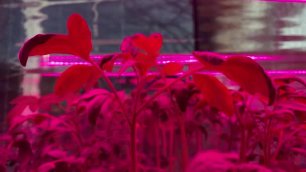 Cultivo de tomate sob luz ultravioleta vermelha em casa. Estufa com lâmpadas ultravioletas vermelhas para o crescimento da planta — Vídeo de Stock
