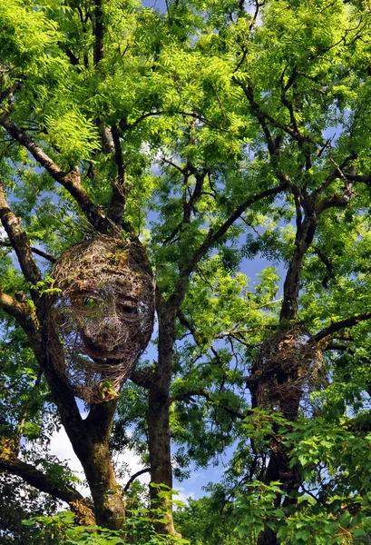 Waldflächen — Stockfoto