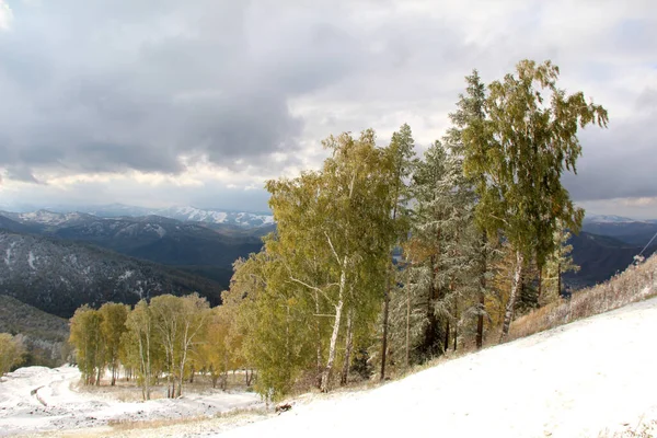 Rusya 'da kış dağı manzarası. Karla kaplı yamaçta huş ağaçları.