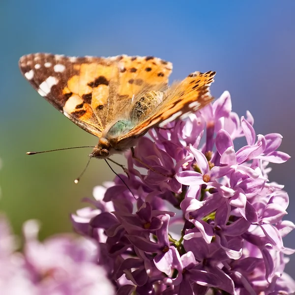 Mariposa naranja sobre una flor lila —  Fotos de Stock