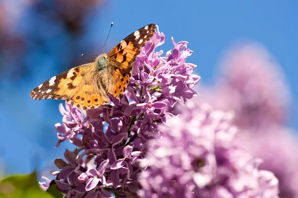 Motýl na šeříkové květince — Stock fotografie