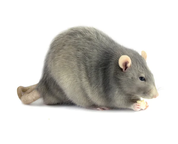 Gray rat with a piece of cheese — Stock Photo, Image