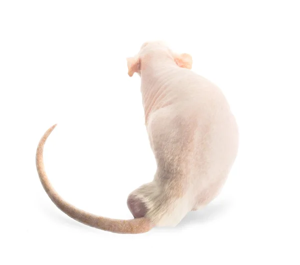 Rat avec de grandes oreilles — Zdjęcie stockowe