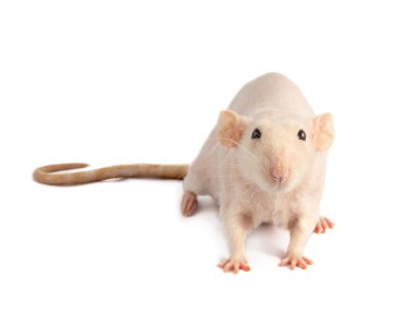 beyaz zemin üzerine beyaz alında saç çizgisi iri fare