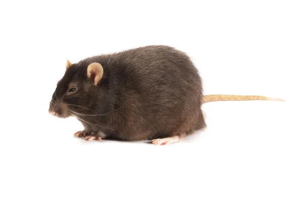 Musta rotta eristetty — kuvapankkivalokuva