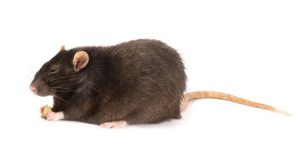 Zwarte rat geïsoleerd — Stockfoto