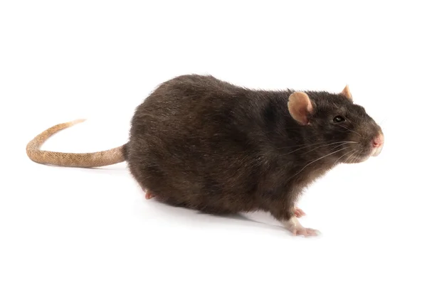 Zwarte rat geïsoleerd — Stockfoto